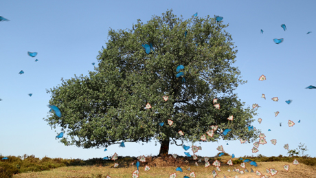 Link to high resolution image